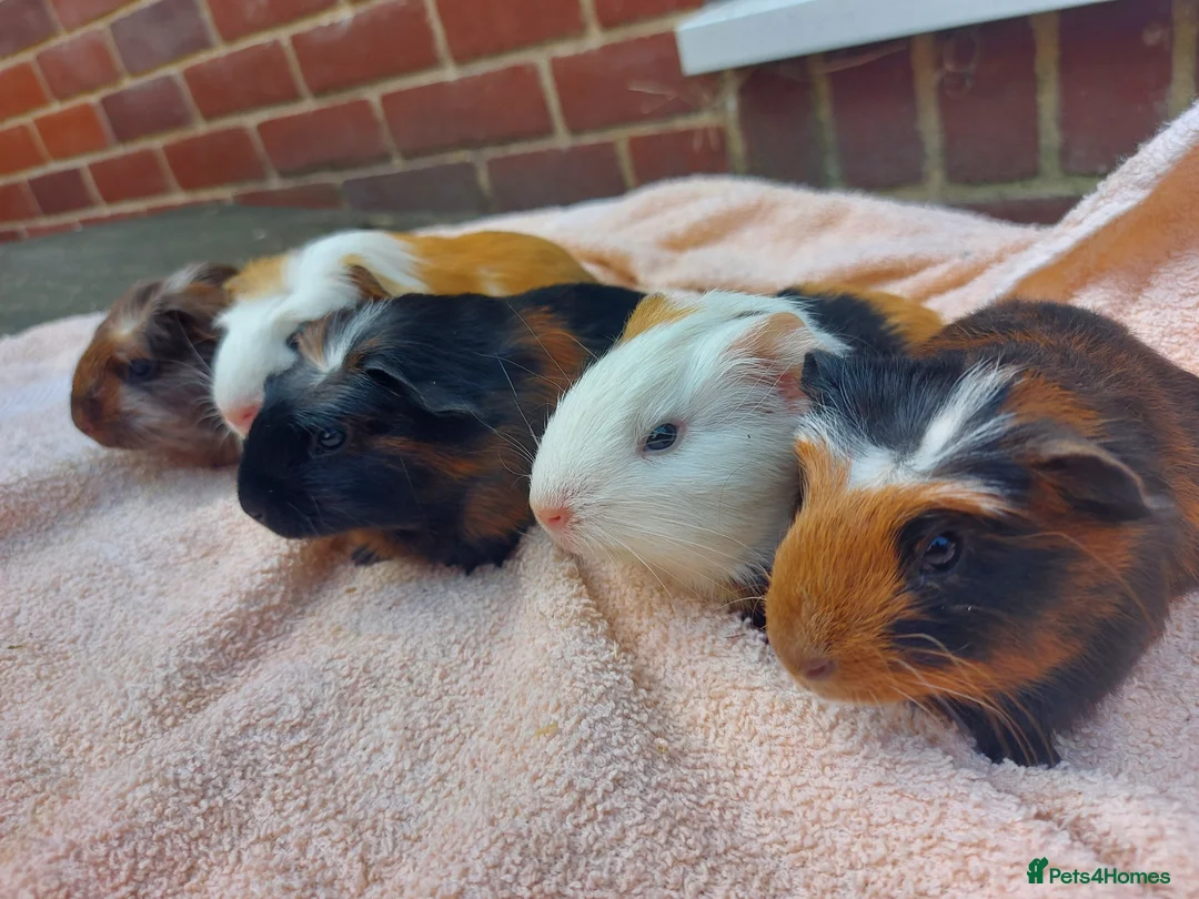 Guinea Pig rodents for sale: Beautiful baby Guinea PIgs - Advert 2