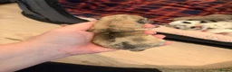 Jug dogs for sale: Stunning Jug Puppy Ready for 5-Star Home!  - Advert 13
