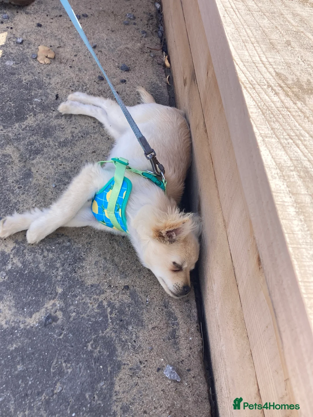 Mixed Breed dogs for sale: Pomchi male  - Advert 4