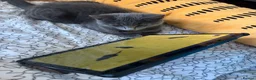 Mixed Breed cats for sale: Beautiful gray female kitten - Advert 4