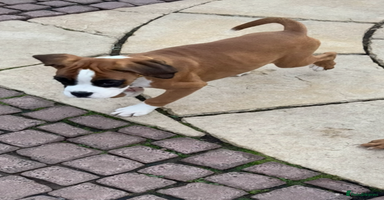 Boxer dogs - Advert 8