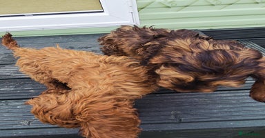 Cockapoo dogs - Advert 1