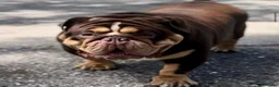 English Bulldog dogs for sale: Stunning English bulldog puppies  - Advert 18