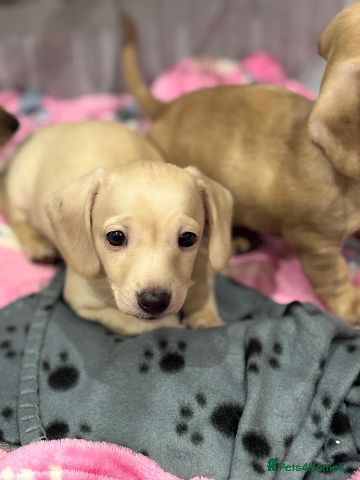 Miniature Dachshund dogs Miniatures dachshunds - Advert 14