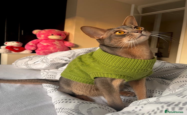 Abyssinian cats - Advert 1