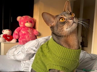 Abyssinian cats for sale - Advert 1