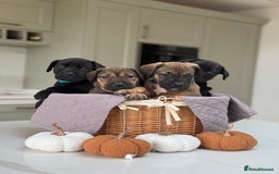 Cane Corso dogs for sale: Beautiful Cane Corso Puppies - Image 1