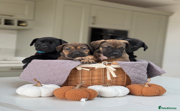 Cane Corso dogs - Advert 2
