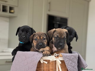 Cane Corso dogs - Advert 1