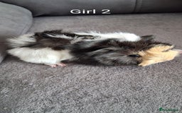 Guinea Pig rodents for sale: 3 girls 5 boys ready to leave - Image 6