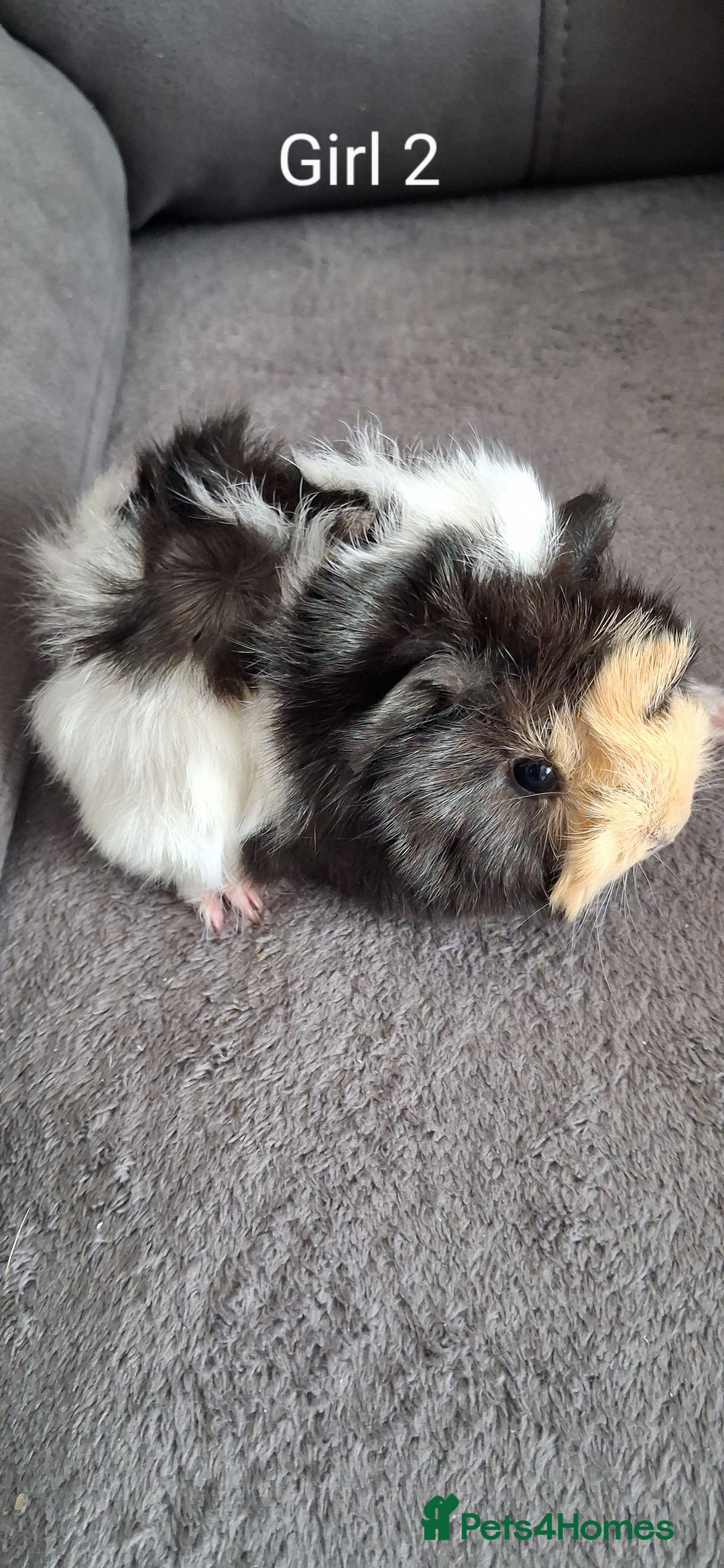 Guinea Pig rodents for sale: 3 girls 5 boys ready to leave - Image 6