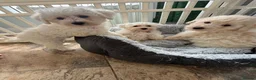 Westiepoo dogs for sale: Westipoo puppies - Advert 5