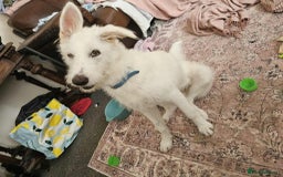 Mixed Breed dogs for adoption:  ARIEL with the bunny rabbit ears  - Image 8