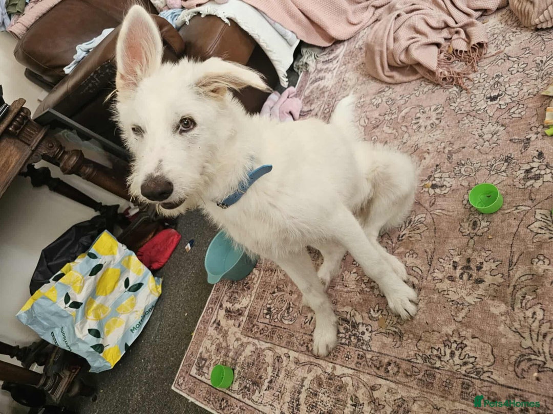 Mixed Breed dogs for adoption:  ARIEL with the bunny rabbit ears  - Image 8