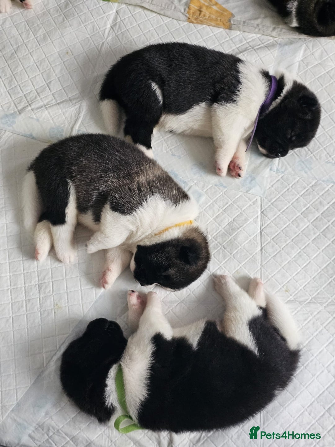 Akita dogs for sale: 🐾 American Akita Puppies for Forever Homes 🐾 - Image 31