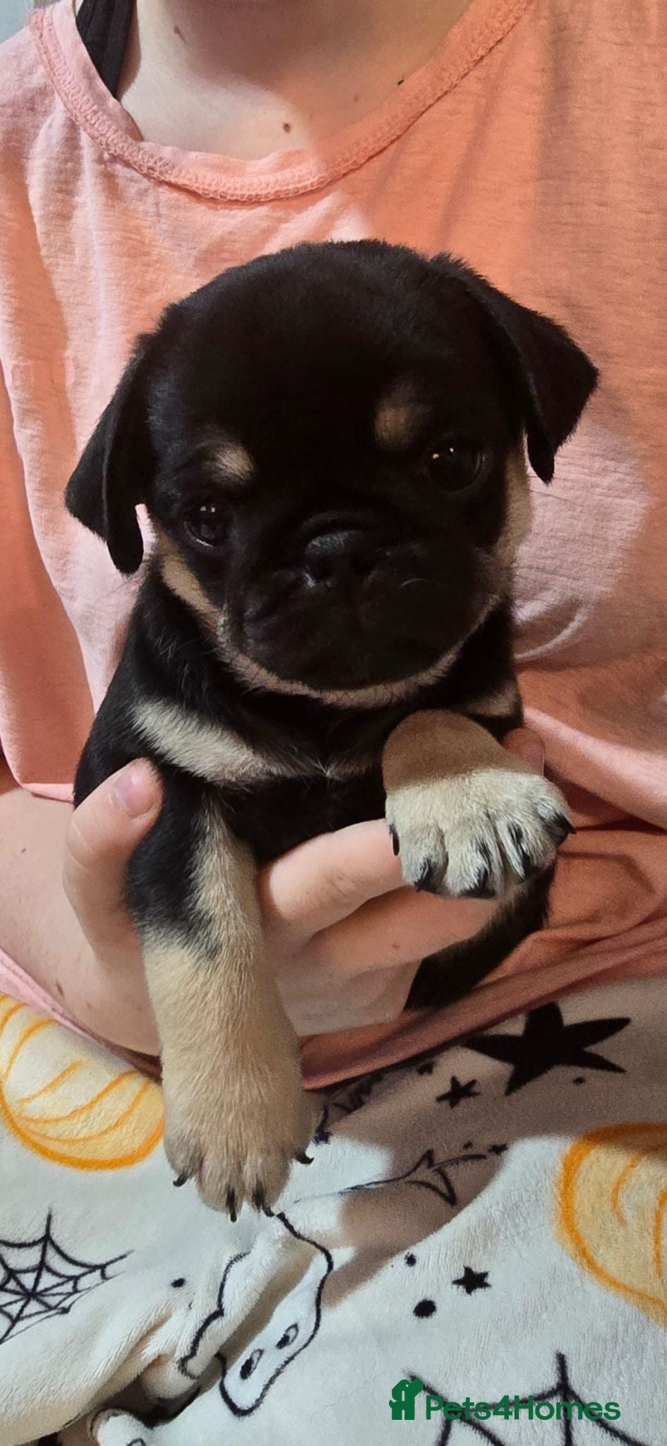 Pug dogs Kc registered Pug puppies  - Advert 4