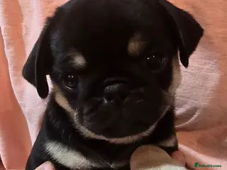 Pug dogs Kc registered Pug puppies - Advert 4