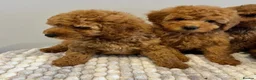 Toy Poodle dogs for stud: 🌹 RED TOY POODLE 9 INCH 2.8 KG HEALTH TESTED 🌹 - Advert 13