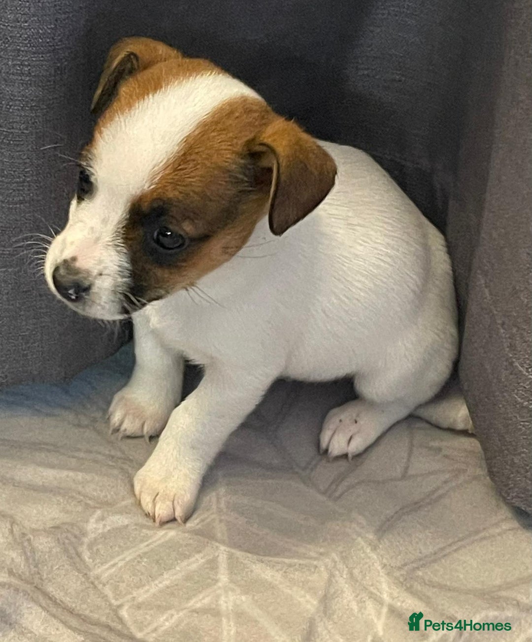 Jack Russell dogs for sale: Miniature jack Russell puppies  - Advert 6