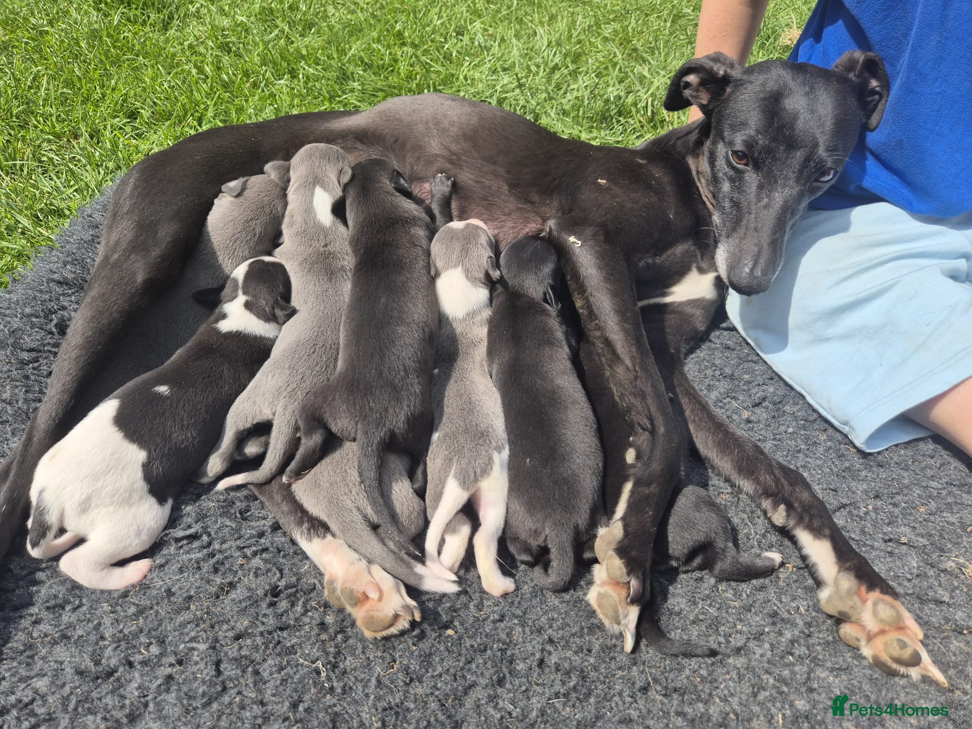 Whippet dogs for sale: Summer’s lovely puppies  in North Tawton - Advert 21
