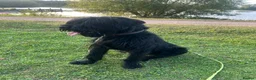 Giant Schnauzer dogs for sale: Kodie Boy available  - Advert 2