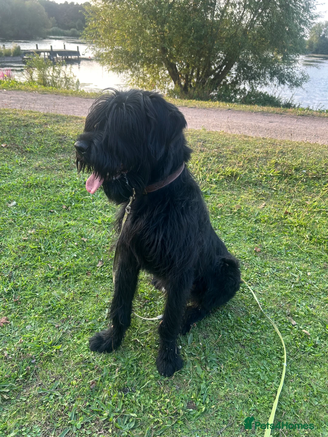 Giant Schnauzer dogs for sale: Kodie Boy available  - Advert 2