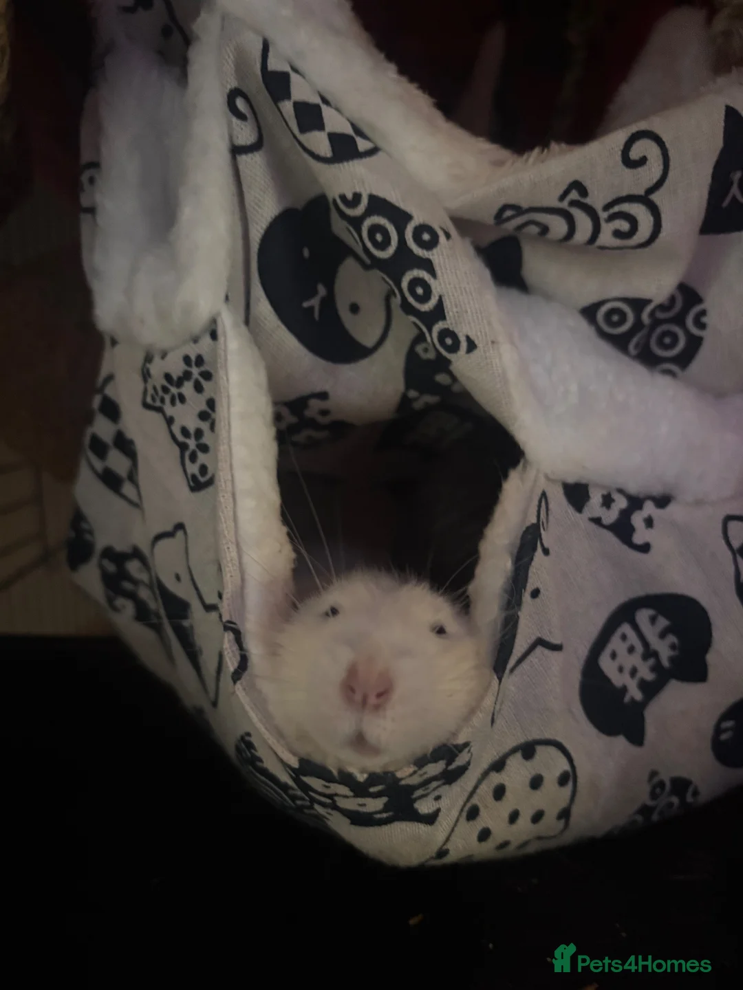 Rat rodents for sale: 2 dumbo male rats  in Ipswich - Advert 2
