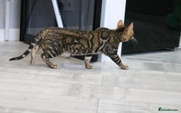 Bengal cats for stud: Sabor Russia Import Charcoal Carrier  - Image 2