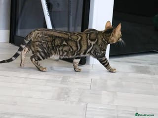 Bengal cats Sabor Russia Import Charcoal Carrier - Advert 22