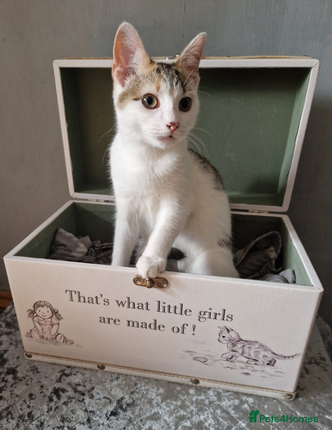 British Shorthair cats for sale: 3 Little Girl Kittens still Looking for new homes! - Image 5
