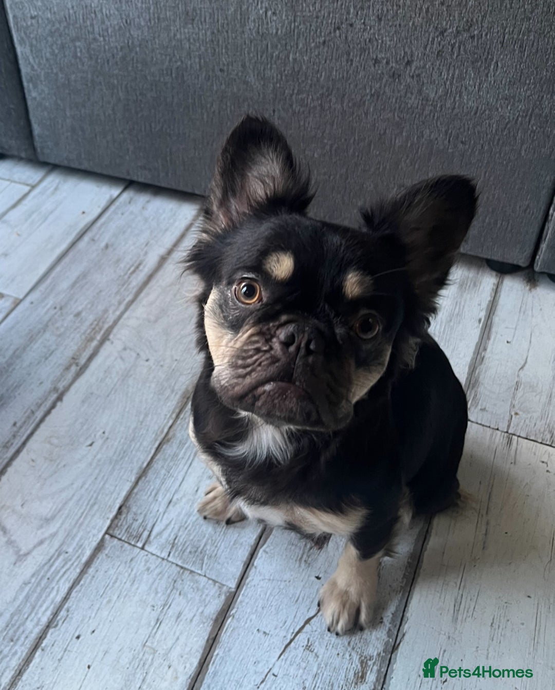 French Bulldog dogs for sale: Beautiful full fluffy frenchies  - Advert 3