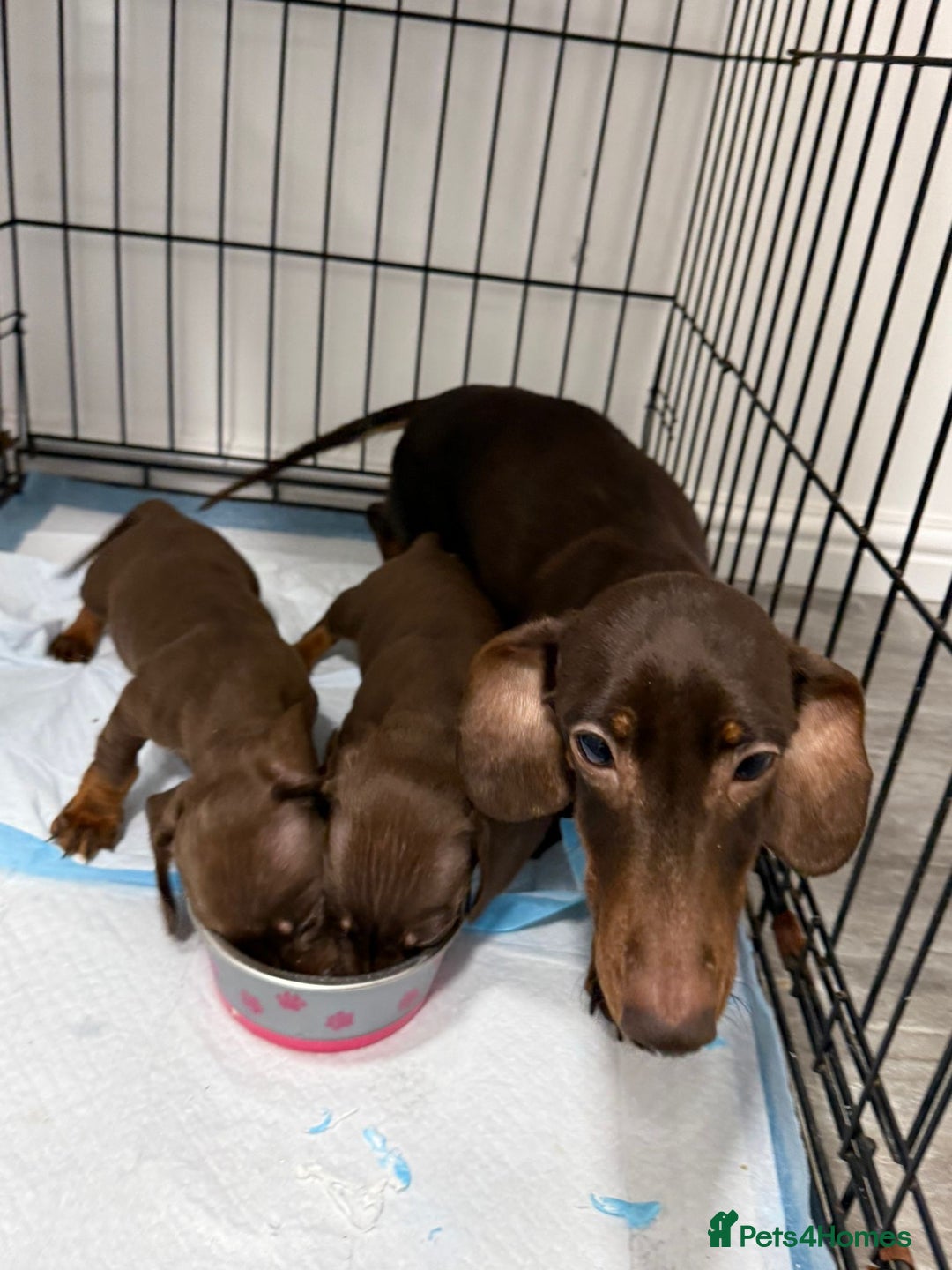 Miniature Dachshund dogs for sale: Miniature dachshunds. - Advert 5