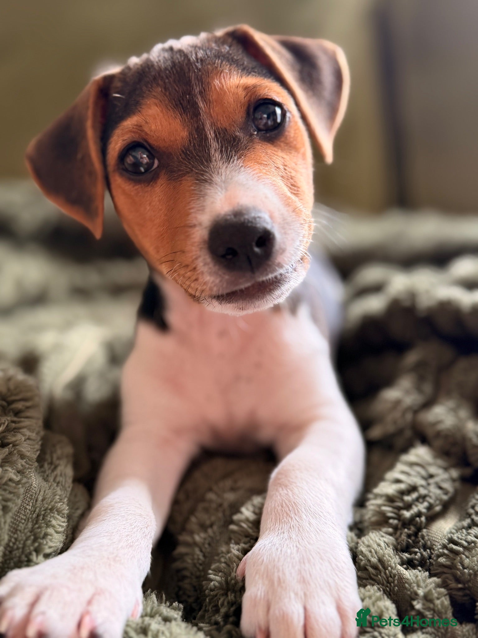Jack Russell dogs Boy Jack Russell  - Advert 4