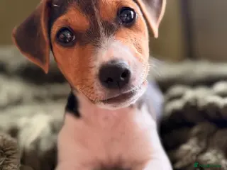 Jack Russell dogs Boy Jack Russell - Advert 1