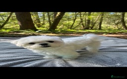 Maltipoo dogs for sale: Unique Korean miniature Maltipoos 🐶 🏡 🐾  - Image 3