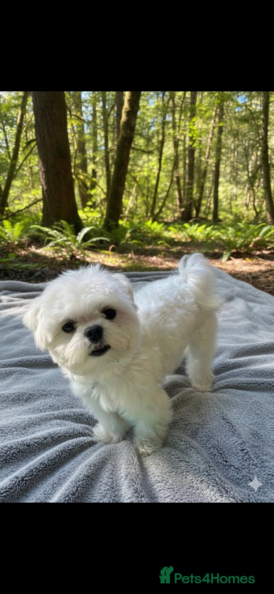 Maltipoo dogs for sale: Unique Korean miniature Maltipoos 🐶 🏡 🐾  - Image 3