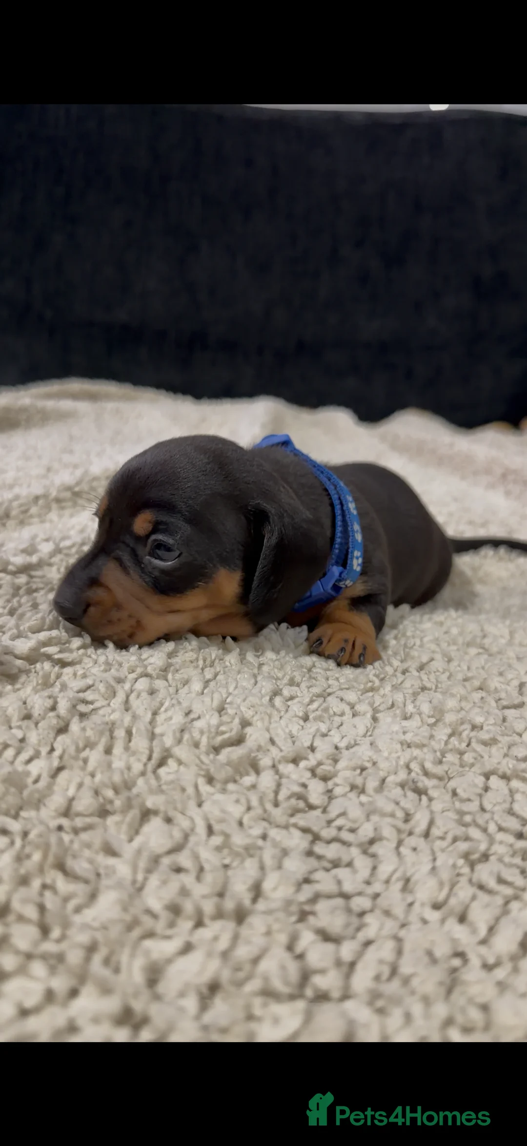 Miniature Dachshund dogs for sale: Miniature Dachshund Puppies - Advert 22