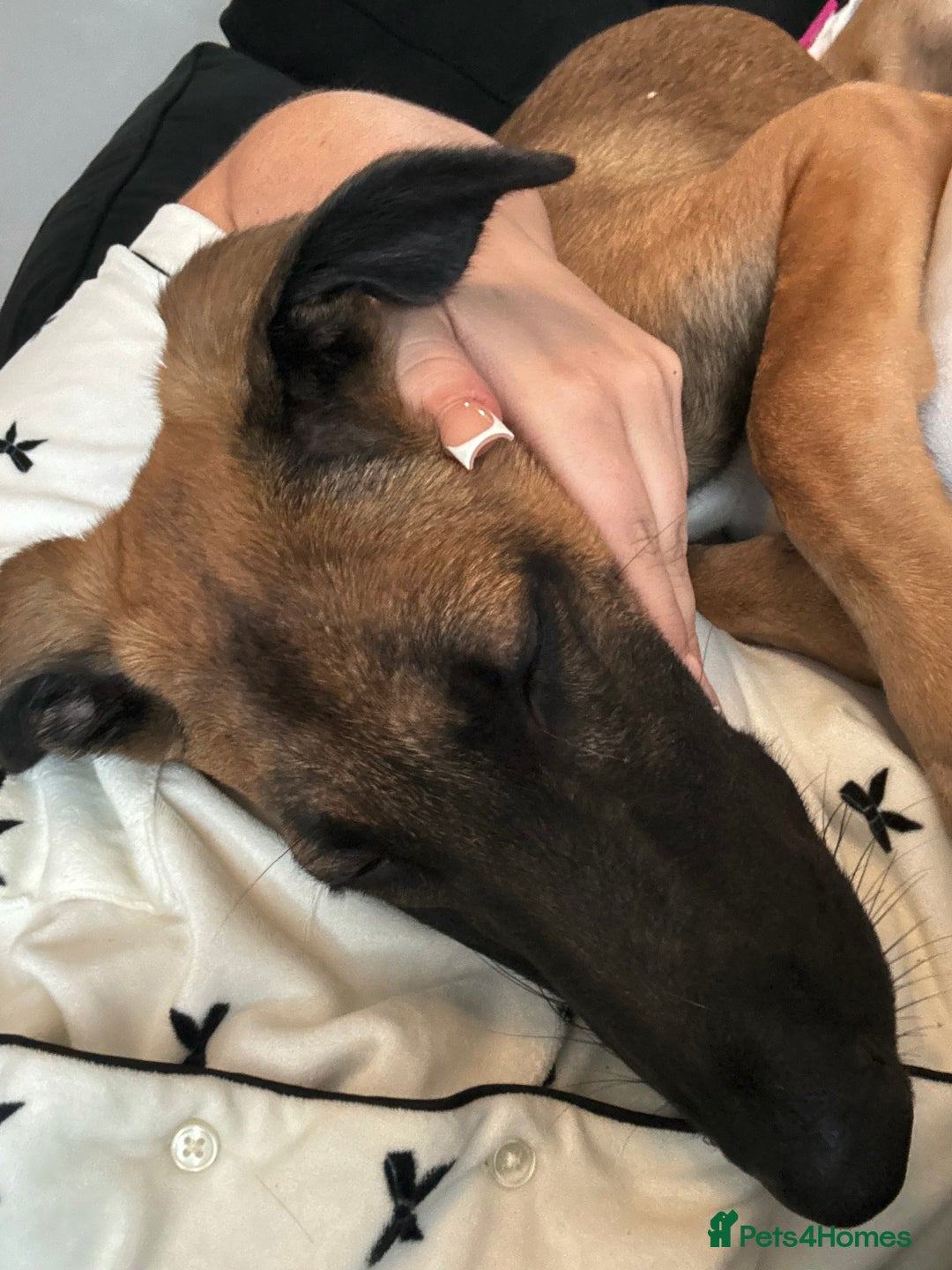 Mixed Breed dogs for sale: Belgian Malinois x lurcher  - Image 4