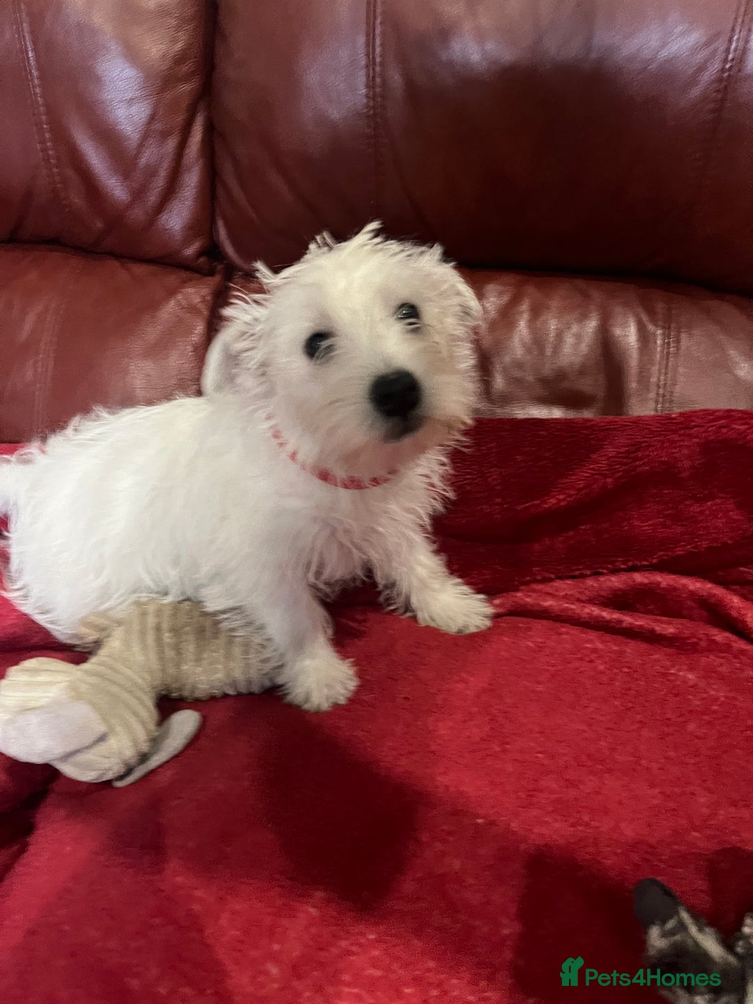 West Highland Terrier dogs for sale: 1 Boy Left   - Advert 14