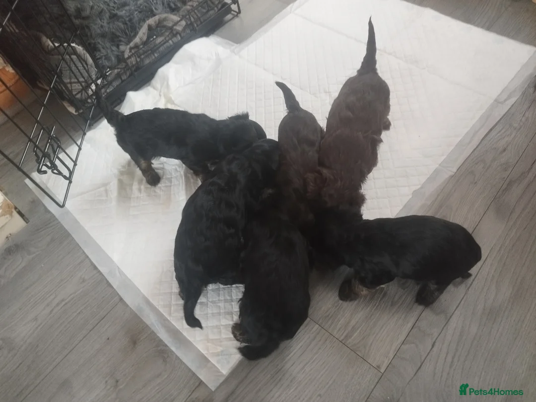 Yorkshire Terrier dogs for stud:  Chocolate Yorkshire Terrier For Stud Only in Blackburn - Advert 9