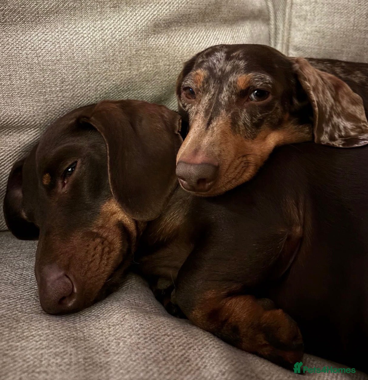 Dachshund dogs 3 Year Old Male Dachshund  - Advert 12