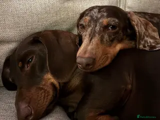 Dachshund dogs 3 Year Old Male Dachshund - Advert 12