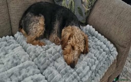 Welsh Terrier dogs for adoption: Sweet Evie looking for LOVE - Image 6