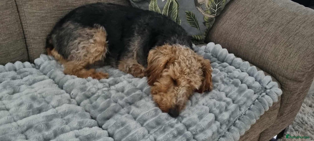 Welsh Terrier dogs for adoption: Sweet Evie looking for LOVE - Image 6