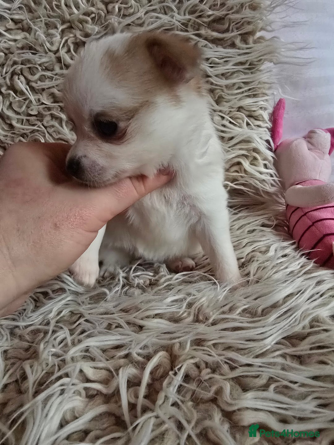 Pomchi dogs for sale: Beautiful Pomchi Puppy's ❤️  - Advert 4