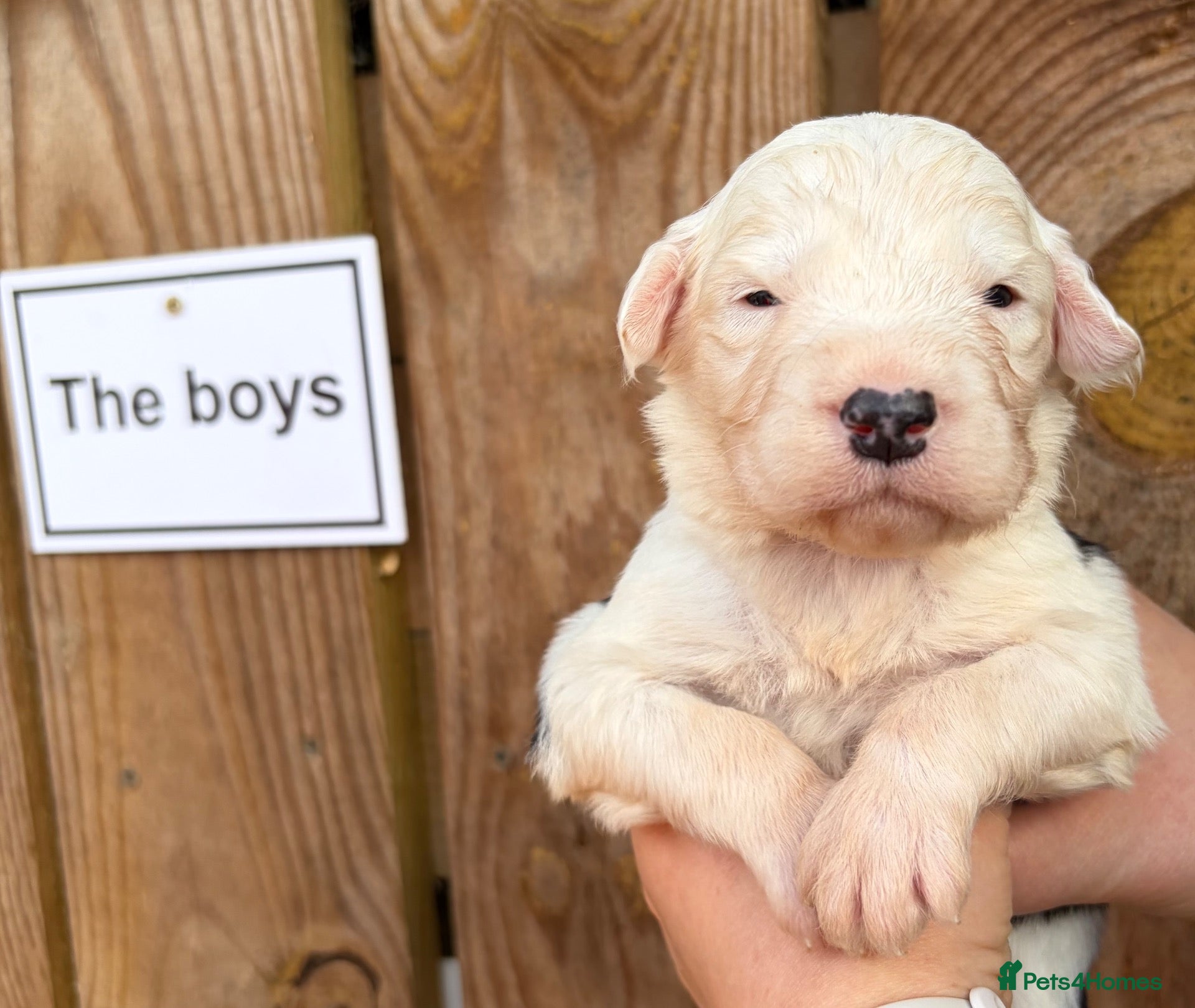 Mixed Breed dogs Old English Sheepdog mix - Advert 12