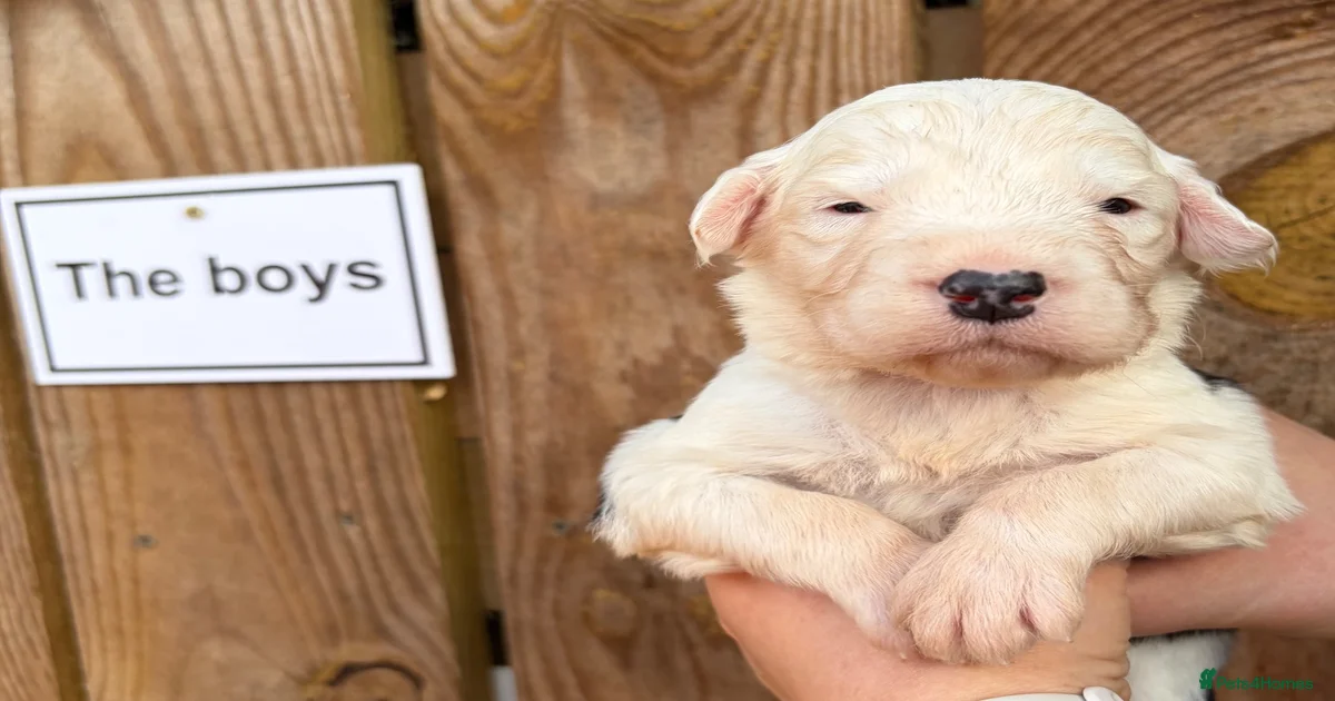 Mega Puppies for sale | Pets4Homes