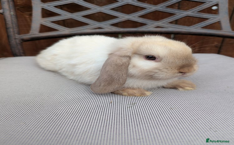 Mini Lop rabbits - Advert 17