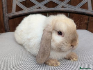 Mini Lop rabbits Mini lops baby rabbits for sale - Advert 1