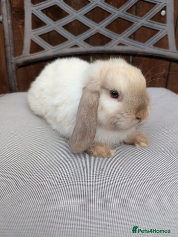 Mini Lop rabbits Mini lops baby rabbits for sale - Advert 1
